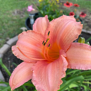 Meet your Posher, Sharon